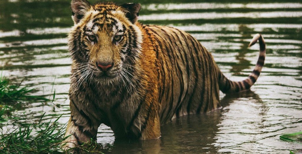 Parasnath Wildlife Sanctuary, Giridih, Jharkhand - Vushii.com Parasnath Wildlife Sanctuary, Giridih, Jharkhand - Vushii.com